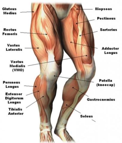 bovenbeenspieren
